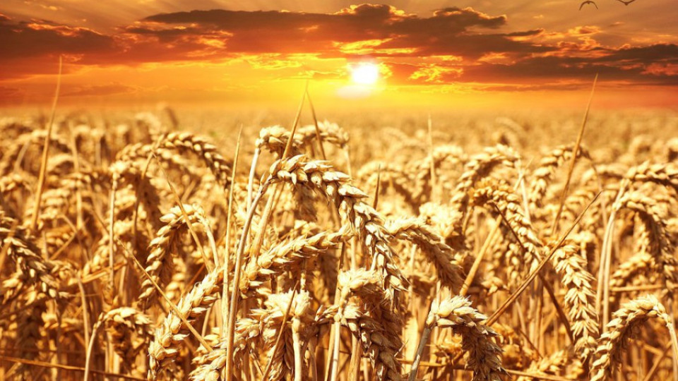 Русия става лидер на зърнения пазар | StandartNews.com