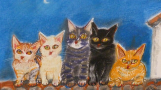 Котките на Айнур в София