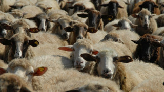 Кучета умъртвиха овце и агнета в ранчото на Яне Янев