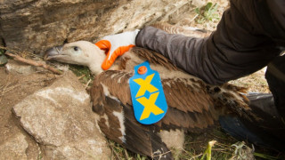 Редки лешояди се излюпиха в Кресненския пролом