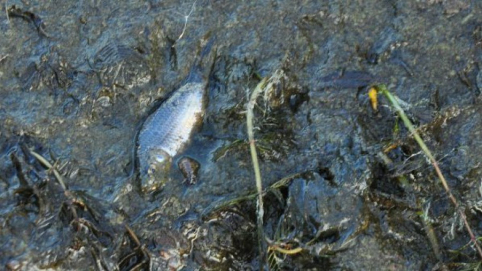 Откриха мъртва риба по Струма | StandartNews.com