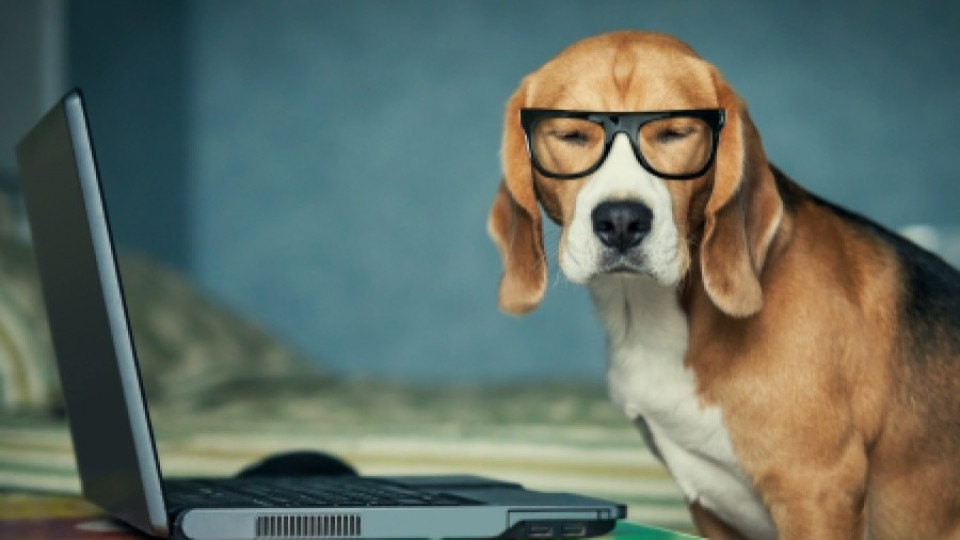 Пускат компютър за кучета | StandartNews.com