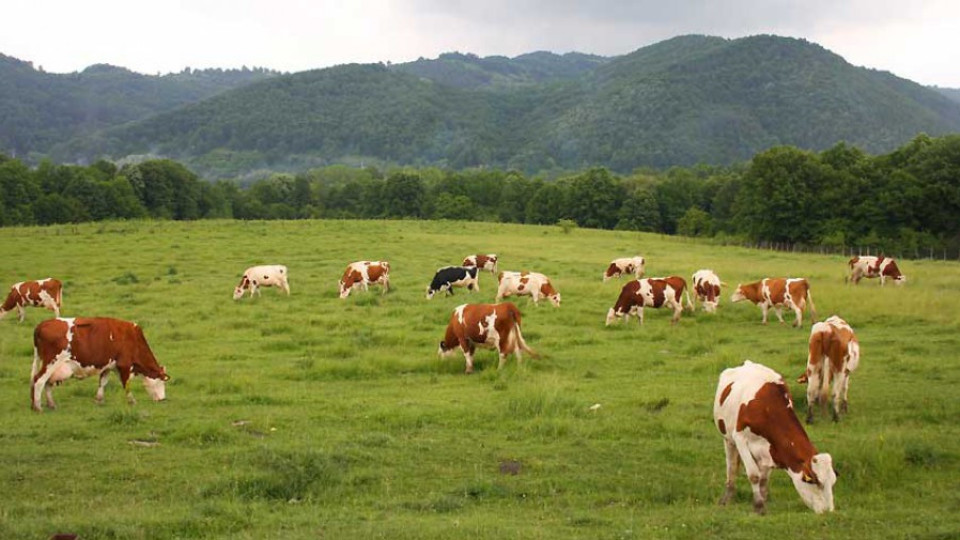 Броят кравите със сателит | StandartNews.com