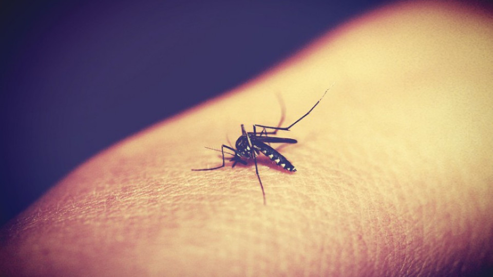 България и Румъния с общи действия срещу комарите | StandartNews.com