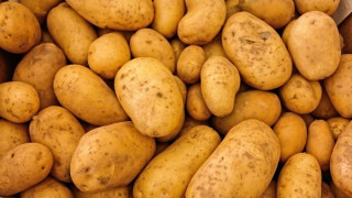 Стопаните прибират с 20% по-малко картофи