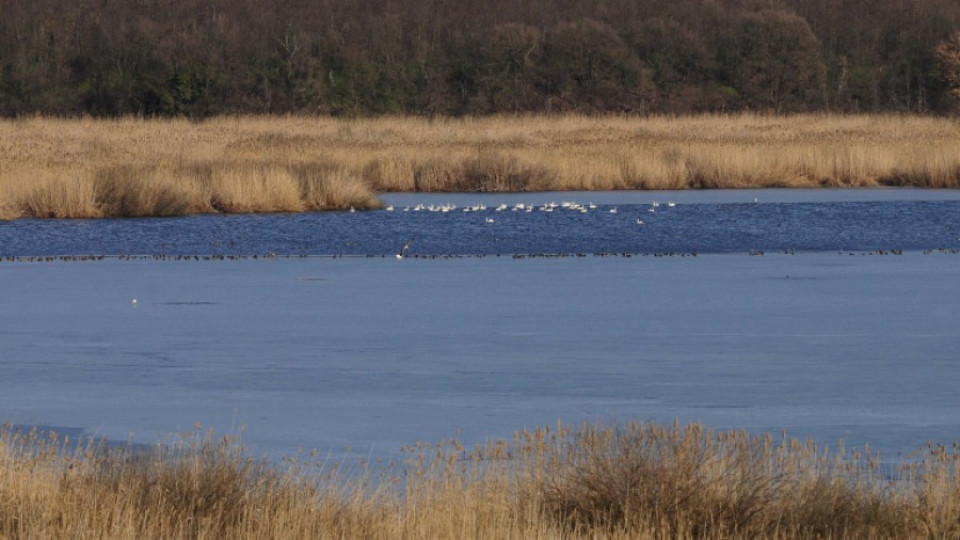 Езерото на пеликаните с план за 10 годишно развитие | StandartNews.com