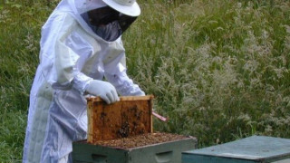 2234 пчелари кандидатстват за субсидии