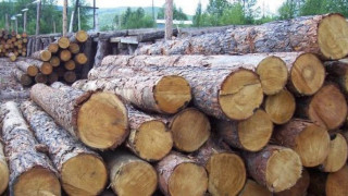 Даряват 1000 куб. м. дървесина на нуждаещите се от Хитрино