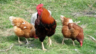 Заради птичи грип унищожиха 250 кокошки и 180 патици