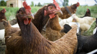 Забраниха пазарите на птици в Пиринския край