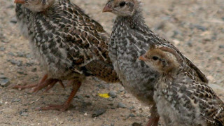 2 огнища на птичи грип в Бургаско