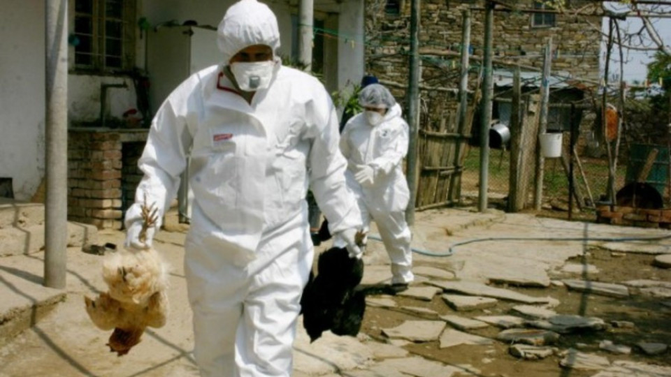 Заплахата от птичи грип остава в Бургаско | StandartNews.com