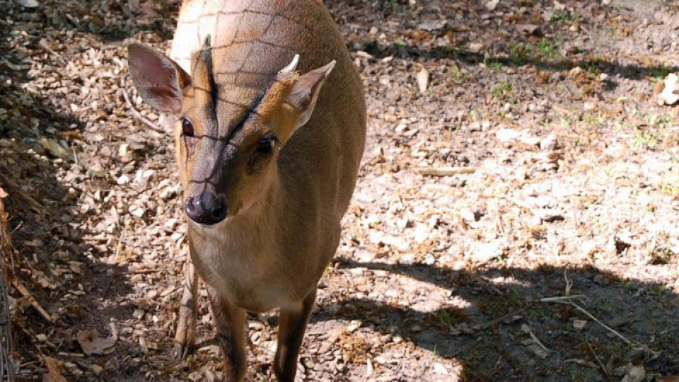 Наредиха на Зоопарк да убие елени! | StandartNews.com