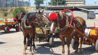 140 роми нападнаха с камъни горски шерифи