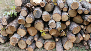 Два пъти повече незаконна дървесина е спипана от горските