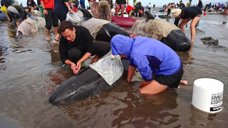 Стотици китове заседнаха на плаж в Нова Зеландия | StandartNews.com