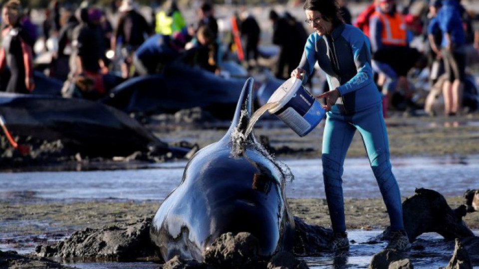 Нови 240 кита заседнаха на плажа в Нова Зеландия | StandartNews.com