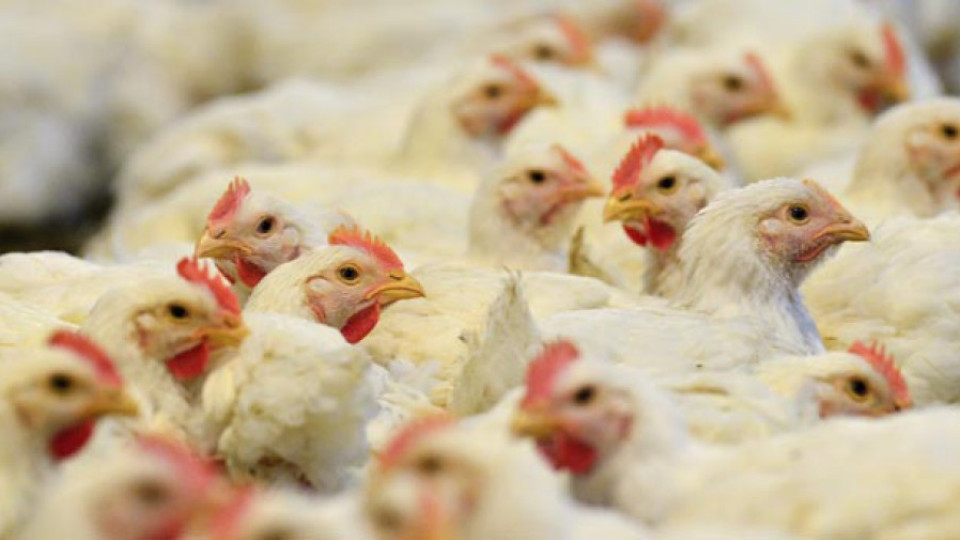 Предотвратиха контрабанден внос на пилешко месо | StandartNews.com