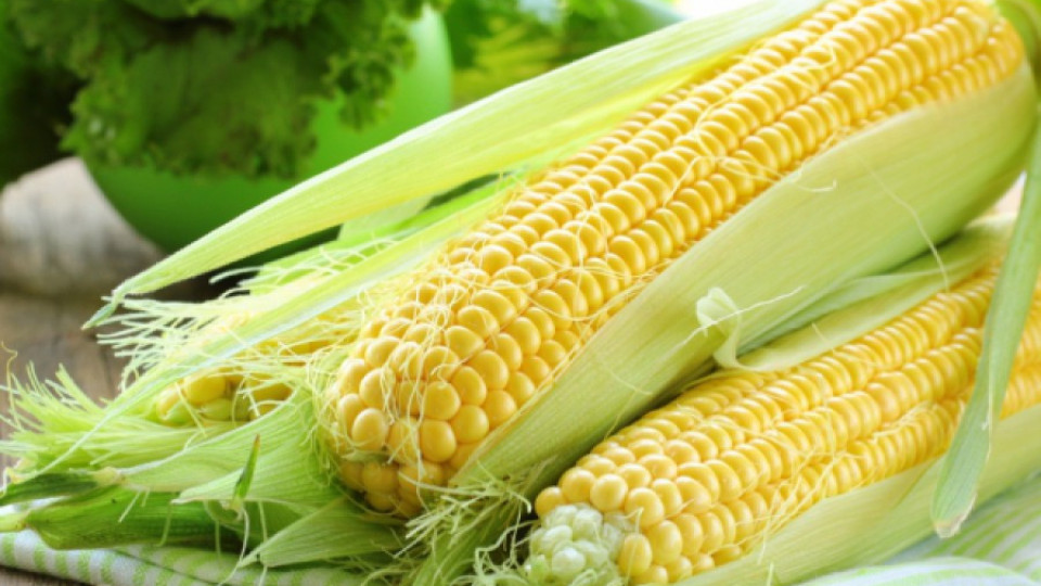 Нов сорт царевица дава до 1350 кг/дка. | StandartNews.com
