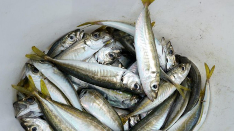 Дават пари от ЕС за риболовен туризъм | StandartNews.com