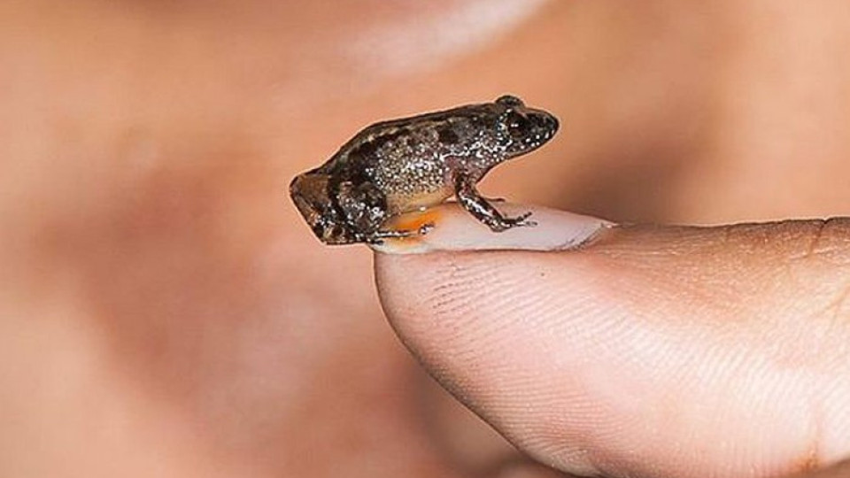 Откриха жаби колкото нокът | StandartNews.com