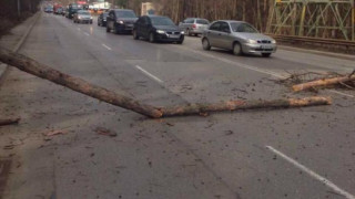 Дърво падна върху кола в София