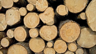 Сандански продава дървесина на корен