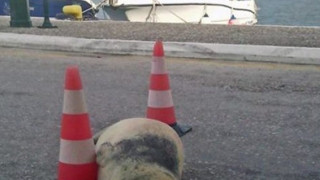 Убийство на тюлен шокира гръцки остров
