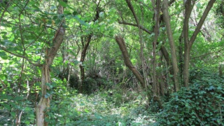 Засаждат 400 дка нови гори в Кърджалийско