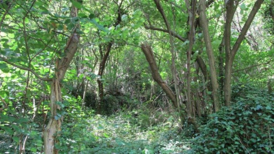 Засаждат 400 дка нови гори в Кърджалийско | StandartNews.com