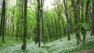 50 дка нови гори садят в Разград