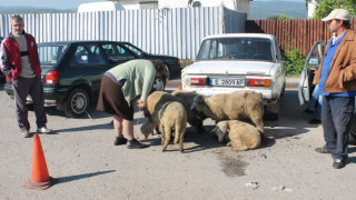 Пазарлъци от изгрев до мрак за агнета