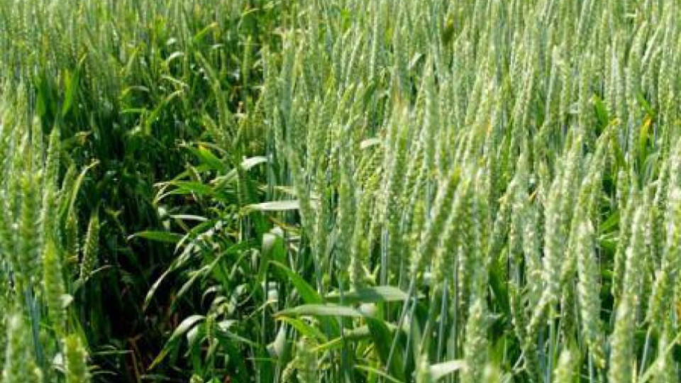 450 кг. от декар с пшеница в Добричко | StandartNews.com