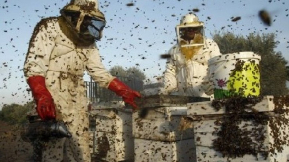 ДФ „Земеделие" обяви третото класиране по  пчеларската програма | StandartNews.com