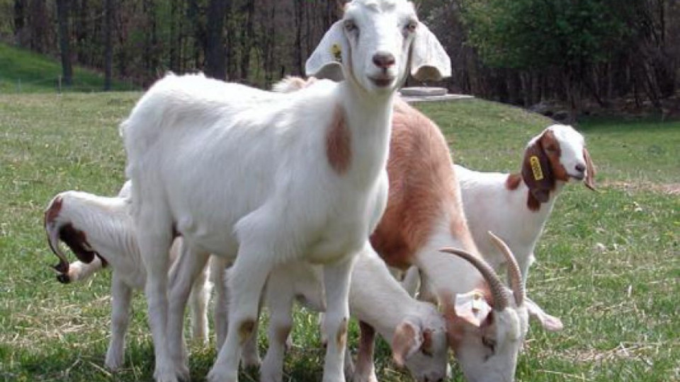 Нашенци и гърци на дефиле на редки породи кози | StandartNews.com