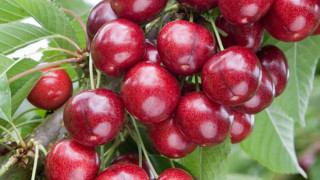 Студът унищожи напълно кюстендилските череши