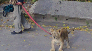Лъв захапа дете в Русия