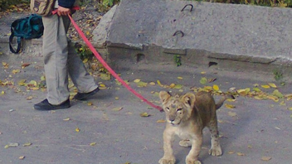 Лъв захапа дете в Русия | StandartNews.com