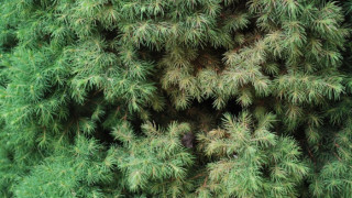 Съсипват иглолистни дървета заради разпалки