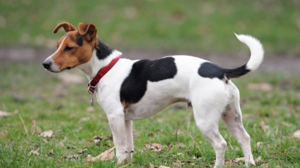 Почина простреляното куче на Катето Евро | StandartNews.com
