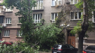 Буря и градушка обрулиха дървета в София
