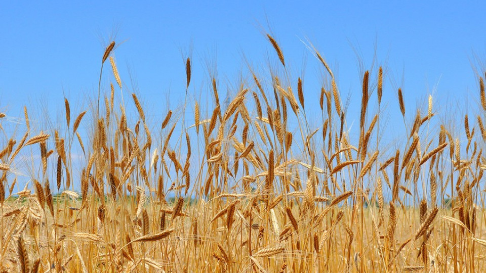 Плиткият Дунав спъва износа на зърно от Северозапада | StandartNews.com
