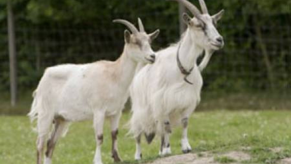 Правят ферма за 1000 овце и кози в Малешевска планина | StandartNews.com