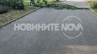 Клон падна върху майка с дете в Борисовата градина