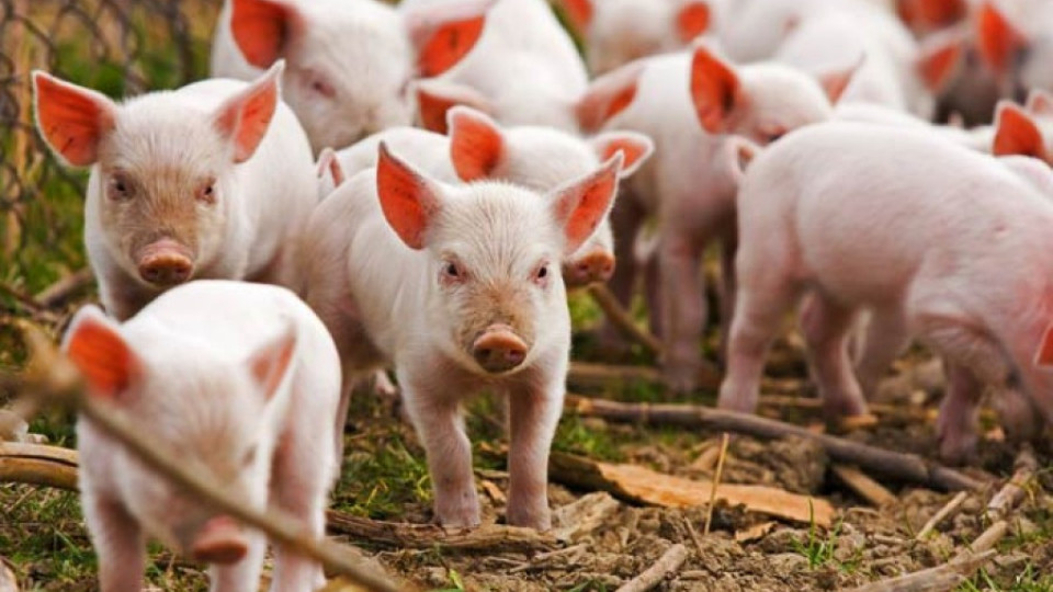 ЕК одобри държавна помощ за свинете за 178 млн. лв. | StandartNews.com