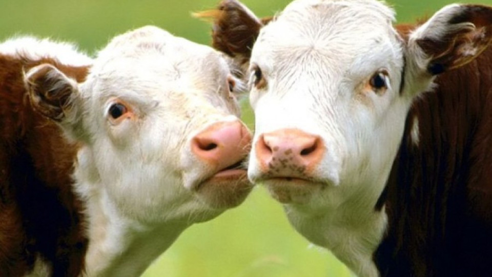 Определиха новите субсидии за животновъдите | StandartNews.com