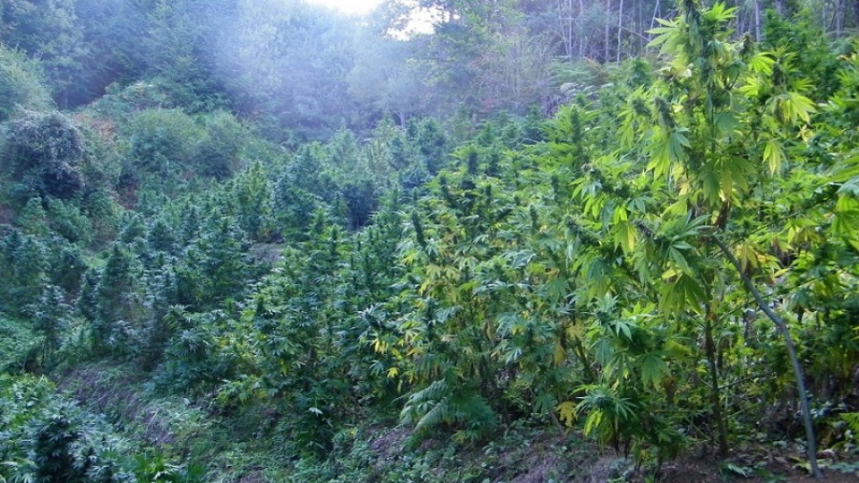 Гранирачи откриха и унищожиха  3 тона марихуана | StandartNews.com