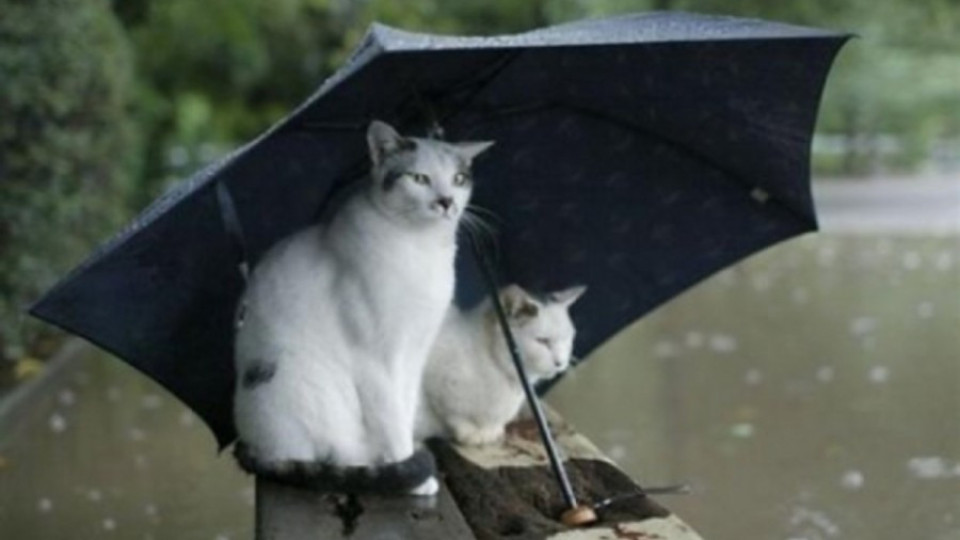 Захлаждане с дъжд | StandartNews.com