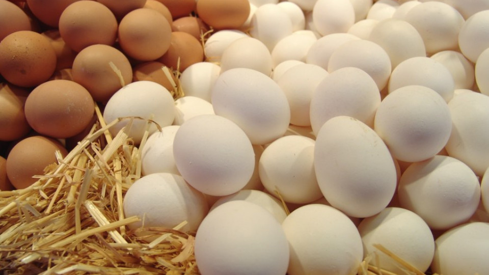 Няма заразени яйца у нас | StandartNews.com