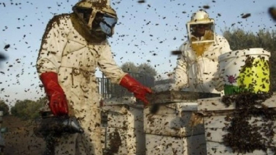 Пчелари се оплакват от лоша реколта | StandartNews.com
